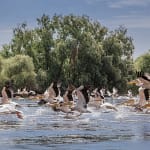 white pelicans (pelecanus onocrotalus) in flight. Danube Delta, Romania