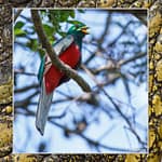 Birds Slide Show-006