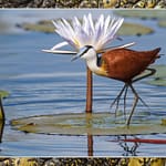 Birds Slide Show-009