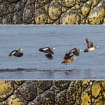 Birds Slide Show-011