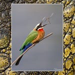 Birds Slide Show-014