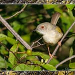 Birds Slide Show-016