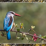 Birds Slide Show-018