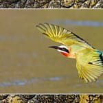 Birds Slide Show-019