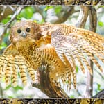 Birds Slide Show-023