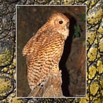 Birds Slide Show-028