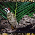 Birds Slide Show-029