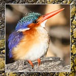 Birds Slide Show-031