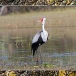 Birds Slide Show-038