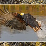 Birds Slide Show-052 - Copy