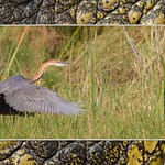 Birds Slide Show-060