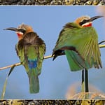 Birds Slide Show-065