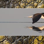 Birds Slide Show-071 - Copy