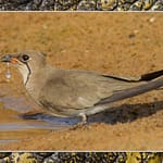 Birds Slide Show-078