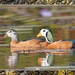 Birds Slide Show-117