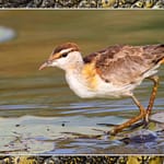 Birds Slide Show-122 - Copy