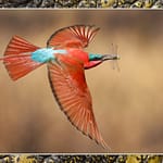 Birds Slide Show-126