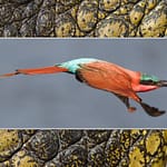 Birds Slide Show-139