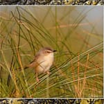 Birds Slide Show-168