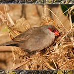 Birds Slide Show-173